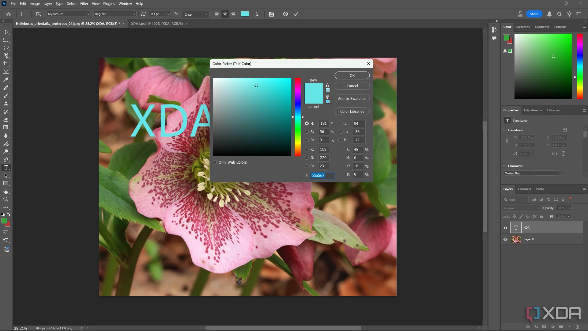 Ảnh một bông hoa hồng đang được chỉnh sửa trong giao diện Adobe Photoshop, minh họa sự khác biệt giao diện với GIMP
