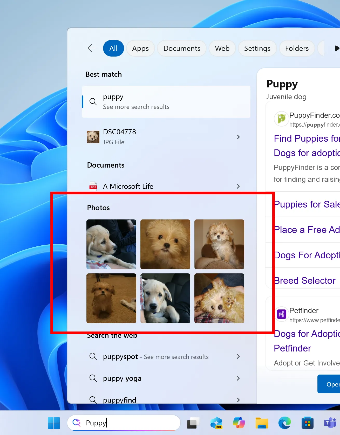 Kết quả tìm kiếm hình ảnh dạng lưới mới trong Windows Search trên Windows 11