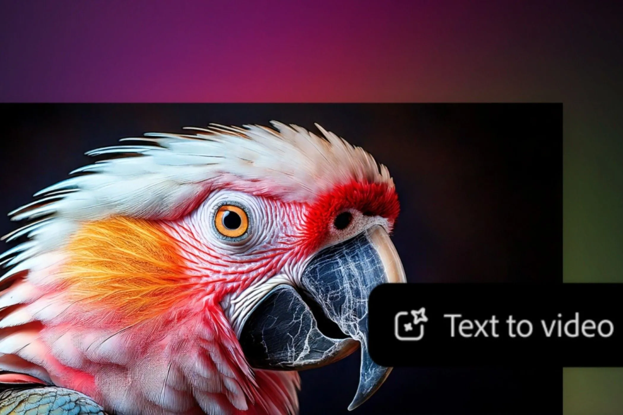 Video một con vẹt được tạo bằng lời nhắc văn bản trong Adobe Firefly